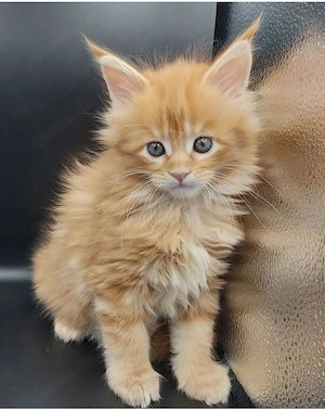 Maine-Coon-Kätzchen (männlich und weiblich) Bild 2