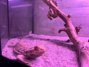 Bartagame mit Terrarium abzugeben