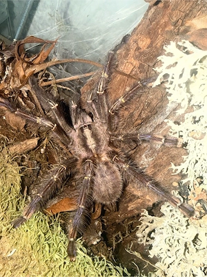 Vogelspinnen versch.