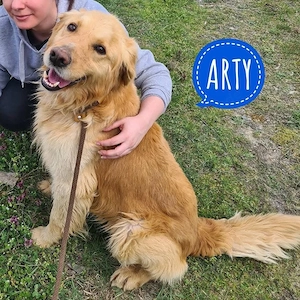 Arty, junger, wunderhübscher Goldi sucht ein Zuhause