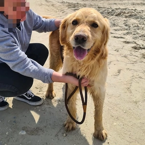 Arty, junger, wunderhübscher Goldi sucht ein Zuhause Bild 2