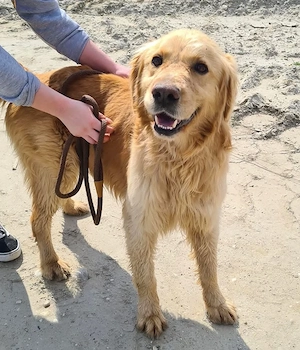 Arty, junger, wunderhübscher Goldi sucht ein Zuhause Bild 7