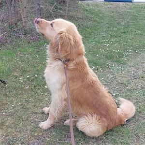 Arty, junger, wunderhübscher Goldi sucht ein Zuhause Bild 6