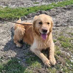 Arty, junger, wunderhübscher Goldi sucht ein Zuhause Bild 3