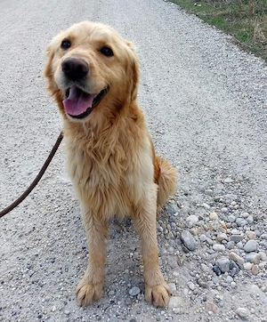 Arty, junger, wunderhübscher Goldi sucht ein Zuhause Bild 5