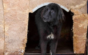 Sicheres Zuhause für ängstliche Sadie