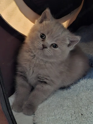 Zuckersüß Bkh kitten