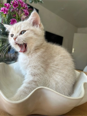 Reinrassige BKH Kitten mit Stammbaum