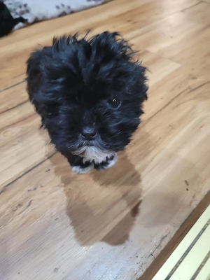 Malteser Bolonka Mix Rüde ab 24.04.2026 abzugeben 