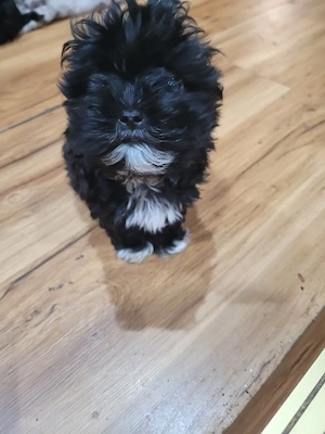 Malteser Bolonka Mix Rüde ab 24.04.2026 abzugeben 