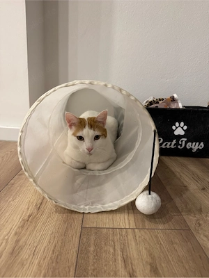 Sam sucht ein neues Zuhause