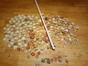 Echte Muscheln aus Rimini Italien 2025  basteln,sammlen , Dekoration