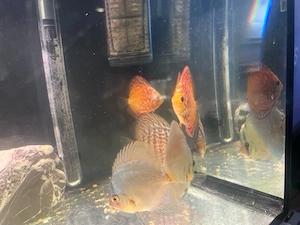 aquarium set alles dabei 