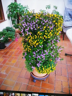 Blumenampel ohne Blumen
