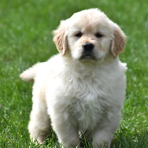 Niedliche und liebenswerte Golden-Retriever-Welpen suchen ein neues Zuhause.