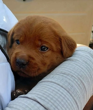 Zuckersüße Labradorwelpen