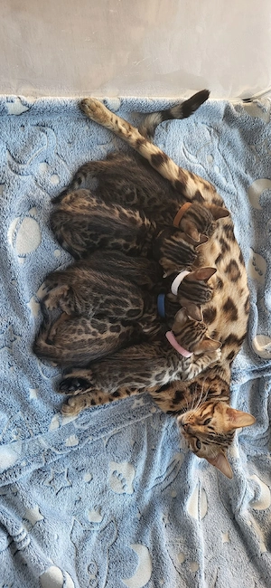 zauberhafte Bengalkitten 
