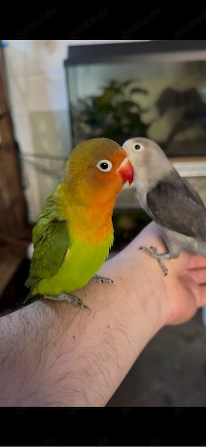 Super Handzahme Agapornieden 