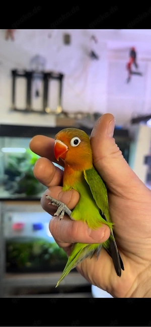 Super Handzahme Agapornieden 