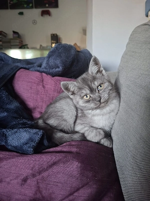 Reinrassiges BKH Kitten (12 Wochen) abzugeben   