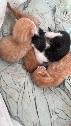 Katzenbaby zu verkaufen 