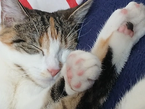 katze Nala sucht liebevolles Zuhause 