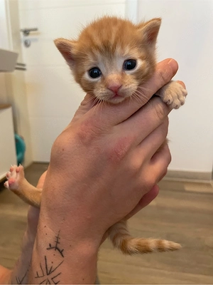 Katzenbabys zu verkaufen 