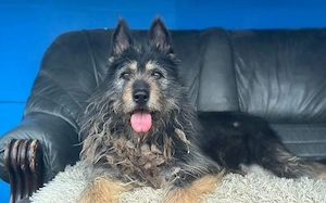 Strubbel-Hündin Rania