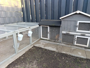 Minilop Zwergkaninchen 