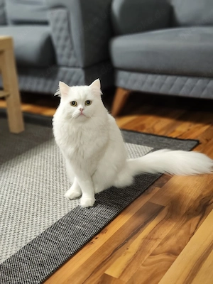 Wunderschöner weißer Perserkater (2 Jahre) sucht ein neues Zuhause   als Deckkater geeignet