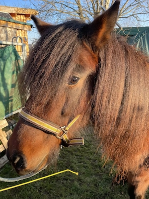 Biete Reitbeteiligung auf Isländer