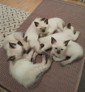 Reinrassige Siam Kitten 