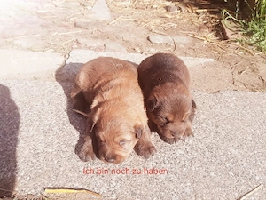 Nur noch ein 1Junge sucht ein neues Zuhause 