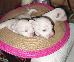 Unsere Malteser Welpen sind geboren