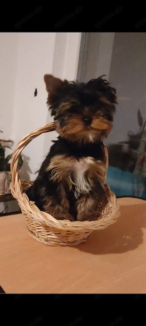 Welpen. Yorkshire Terrier.