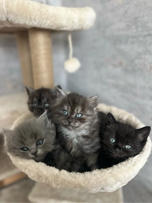 Heilige Birma+Britischkurzhaar Kitten