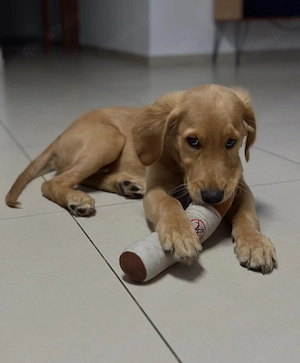 Geimpfte Golden-Retriever-Welpen