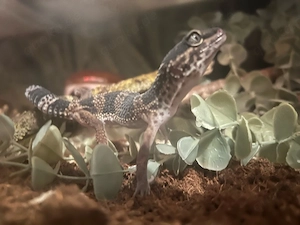 black night mischung Leopardgecko