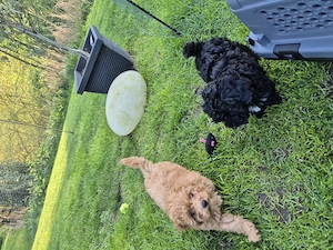 Maltipoo Rüde und Hündin 