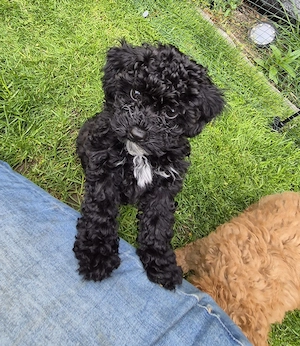 Maltipoo Rüde und Hündin  Bild 5