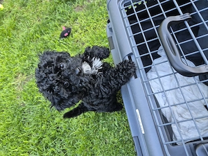 Maltipoo Rüde und Hündin  Bild 2