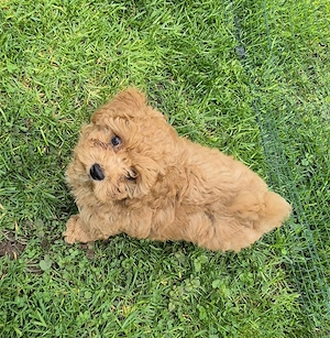 Maltipoo Rüde und Hündin  Bild 4