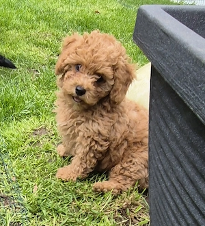 Maltipoo Rüde und Hündin  Bild 3