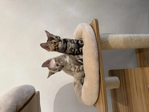 Weibliche Bengal Kitten