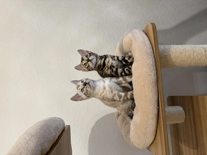 Weibliche Bengal Kitten