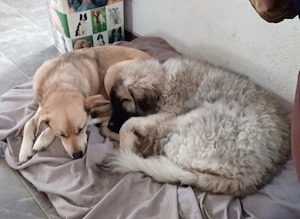 Sarplaninacwelpe  sucht neuen Dosenöffner 