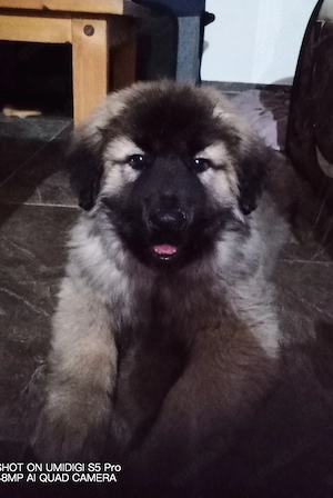 Sarplaninacwelpe  sucht neuen Dosenöffner 