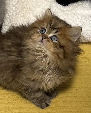 BLH Kätzchen (männlich)