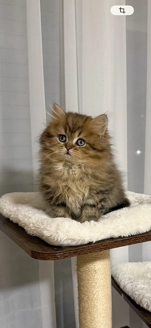 BLH Kätzchen (männlich)