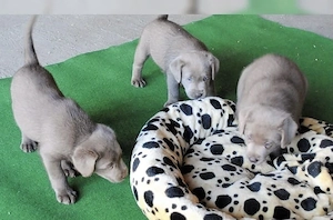 Silber Labrador Welpen  Bild 6